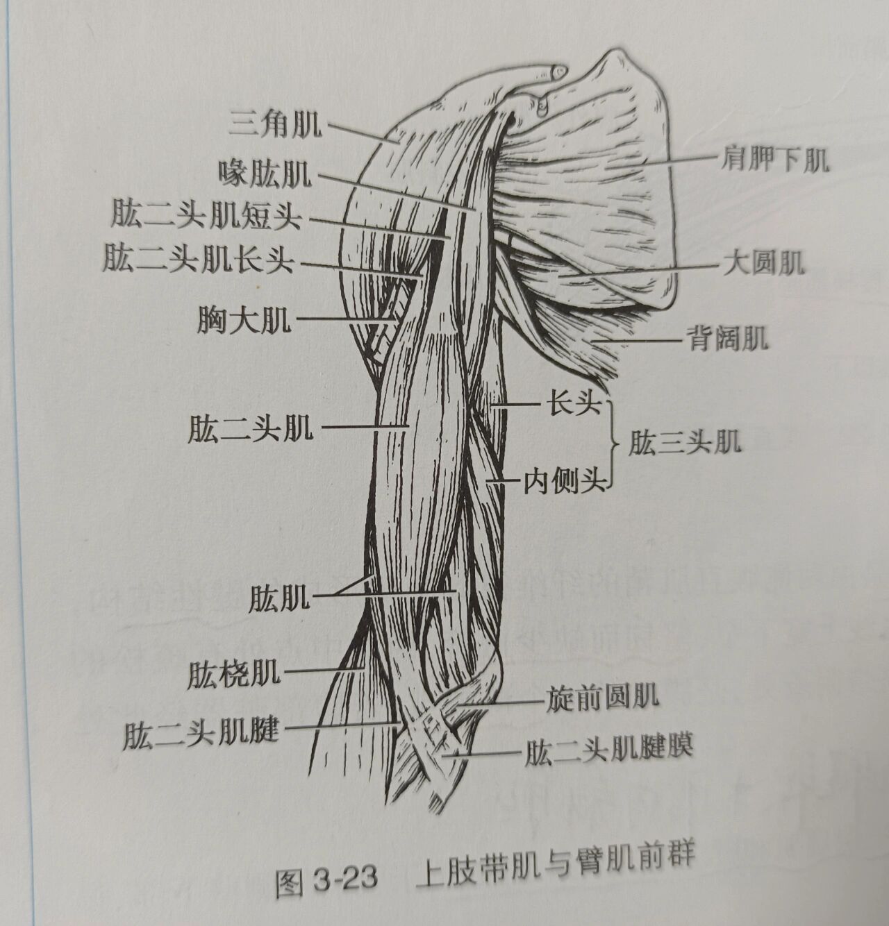 Forearm muscles (the main cause of forearm muscle pain)